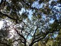 20220215 104216.Savannah trees.1200pxw.jpg