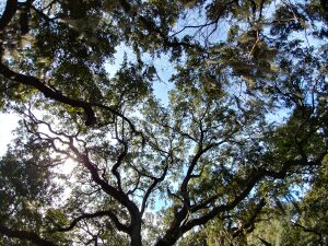20220215 104216.Savannah trees.1200pxw.jpg