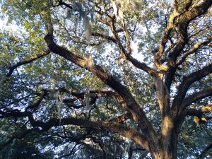 20220214 171329 HDR.Savannah tree.1200pxw.jpg